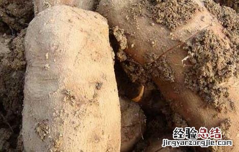 雪莲果的副作用是什么 雪莲果的副作用