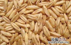 燕麦的功效与作用 燕麦米的功效与作用