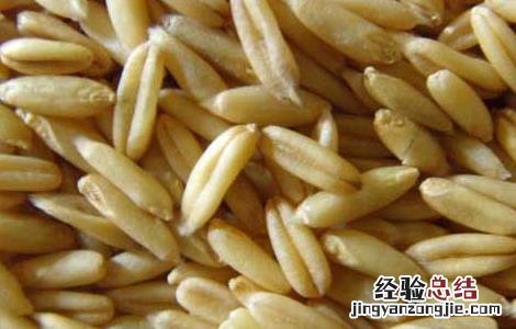 燕麦的功效与作用 燕麦米的功效与作用