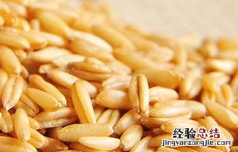 燕麦的功效与作用 燕麦米的功效与作用