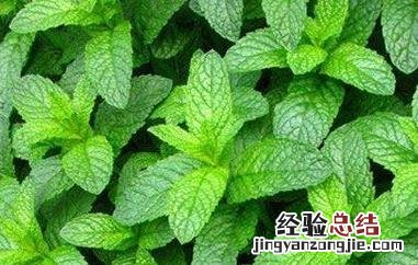 薄荷如何做成干茶叶用 薄荷如何做成干茶叶