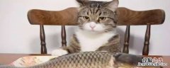 猫不吃鱼假正经是什么生肖 猫不吃鱼假正经是什么意思