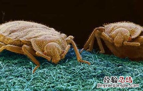 臭虫叮咬的症状 臭虫咬的症状有哪些