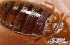 臭虫叮咬的症状 臭虫咬的症状有哪些