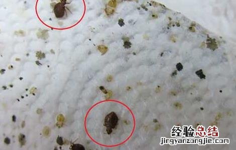 臭虫叮咬的症状 臭虫咬的症状有哪些