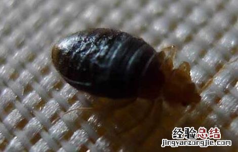 被臭虫咬了怎么办 被臭虫咬了怎么办怎么止痒