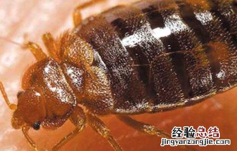 被臭虫咬了怎么办 被臭虫咬了怎么办怎么止痒