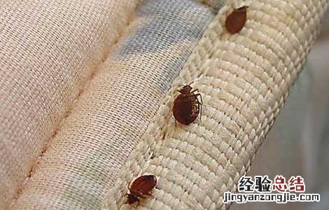 被臭虫咬了怎么办 被臭虫咬了怎么办怎么止痒