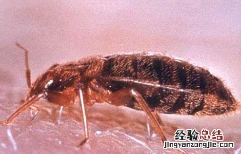 被臭虫咬了怎么办 被臭虫咬了怎么办怎么止痒