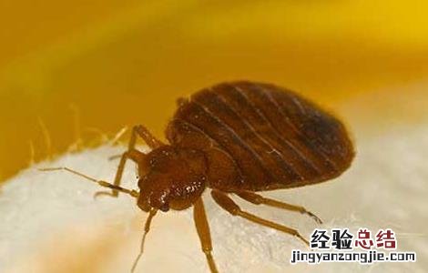 家里有臭虫怎么办 冬天家里有臭虫怎么办