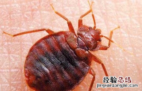 家里有臭虫怎么办 冬天家里有臭虫怎么办