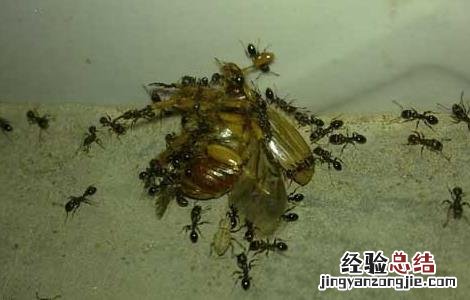 家里有臭虫怎么办 冬天家里有臭虫怎么办