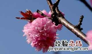 东风不为吹愁去 东风不为吹愁去春日偏能惹恨长翻译