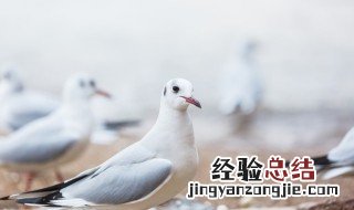 怎么煮鸽子蛋 怎么煮鸽子蛋不破壳爆裂