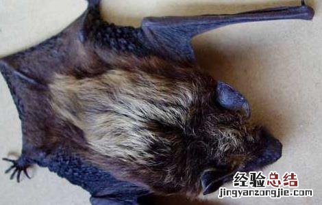 家里有蝙蝠怎么驱赶它 家里有蝙蝠怎么驱赶