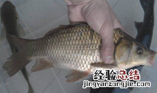 老鬼鲫鱼鱼饵配方 这三款一定要收藏