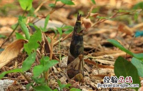 新鲜竹笋怎么剥皮 新鲜竹笋怎么剥皮图解玖月奇迹王小玮结过几次婚