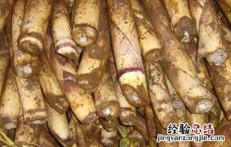 新鲜竹笋怎么剥皮 新鲜竹笋怎么剥皮图解玖月奇迹王小玮结过几次婚