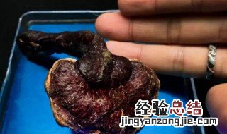灵芝的正确吃法与用量是怎样的 灵芝怎么吃