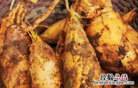 新鲜冬笋如何保鲜 新鲜冬笋如何保鲜保存
