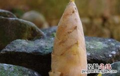 冬笋怎么剥皮处理 冬笋如何处理剥皮
