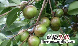 广西茶油有什么好处 广西油茶的功效与作用
