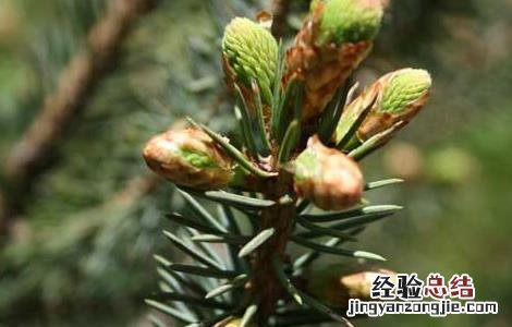 松花粉的功效与作用百度 松花粉的功效与作用