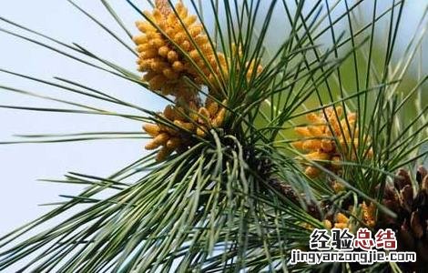 松花粉的功效与作用百度 松花粉的功效与作用