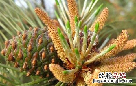 松花粉的功效与作用百度 松花粉的功效与作用