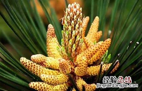松花粉的功效与作用百度 松花粉的功效与作用