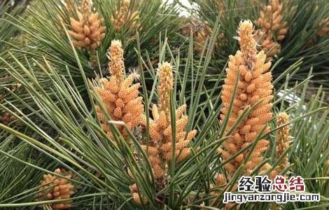 松花粉的功效与作用百度 松花粉的功效与作用