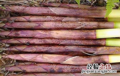 新鲜春笋怎么保存最好 新鲜春笋怎么保存