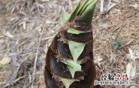 新鲜春笋怎么保存最好 新鲜春笋怎么保存