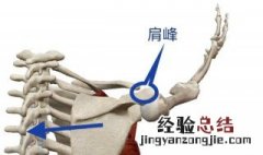 沉肩收紧肩胛骨技巧 如何沉肩收紧肩胛骨