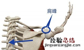 沉肩收紧肩胛骨技巧 如何沉肩收紧肩胛骨