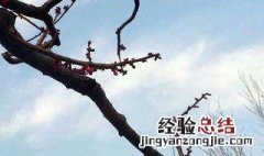 梅花的修剪方法 梅花的修剪方法和注意事项视频