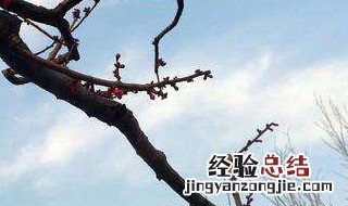 梅花的修剪方法 梅花的修剪方法和注意事项视频