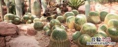 仙人掌适合什么土壤生长 仙人掌类植物喜欢什么土壤