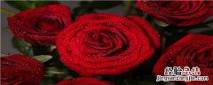玫瑰花适合什么土壤种植 玫瑰花种植用什么土壤