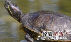 乌龟怎么煮 乌龟怎么煮才好吃