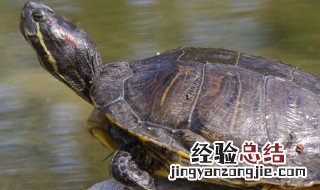 乌龟怎么煮 乌龟怎么煮才好吃