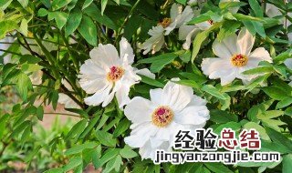 白芍种植条件 白芍的种植技术和种植前景