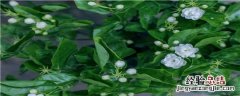 垂丝茉莉用什么土最好 垂丝茉莉适合什么土壤