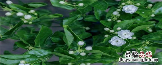 垂丝茉莉用什么土最好 垂丝茉莉适合什么土壤