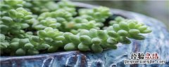 玉树适合什么土壤栽培 玉树适合什么土壤培养