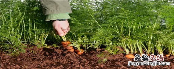 胡萝卜种植土壤 胡萝卜适合什么土壤生长