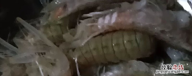 虾虎和皮皮虾的区别 什么是虎皮虾