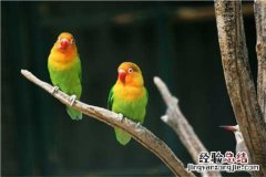 牡丹鹦鹉会说话吗? 牡丹鹦鹉会说话吗