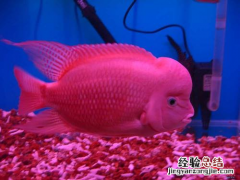金花罗汉鱼怎么养起头快 金花罗汉鱼怎么养