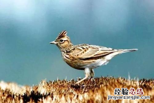 百靈鳥的飼養方法